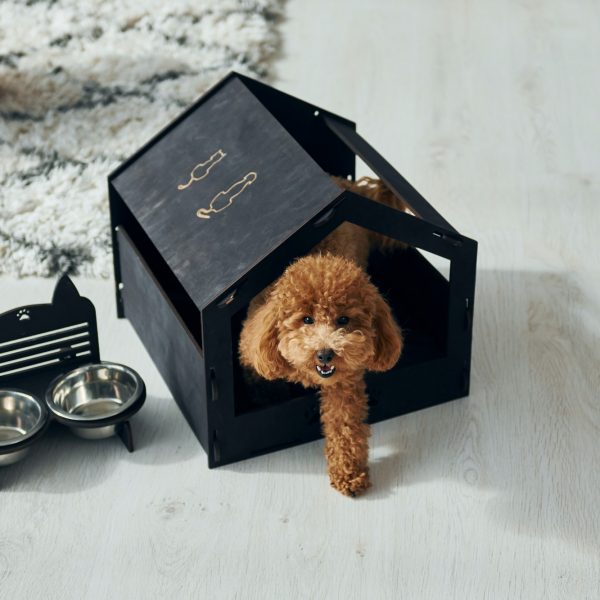 Cute little poodle puppy with pet booth indoors in the modern domestic room. Animal house