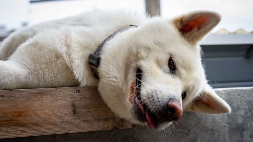 Happy dog